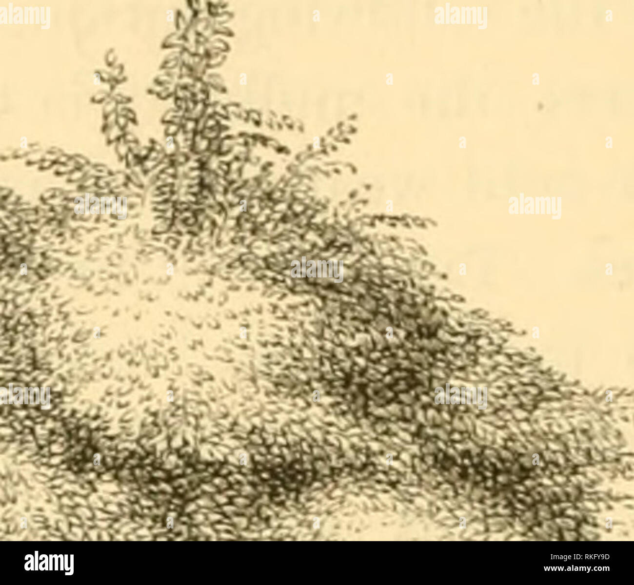 . The art of beautifying suburban home grounds of small extent ...