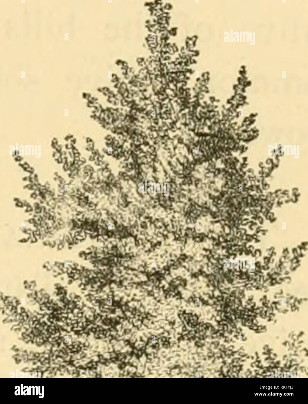 . The art of beautifying suburban home grounds of small extent ...