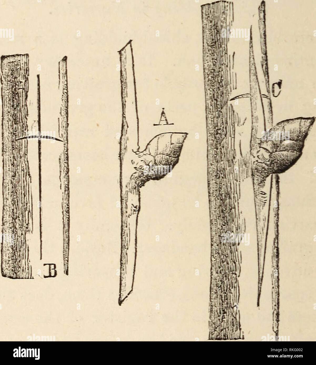 . The art of grafting and budding. Grafting. 142 THE ART OF appletrees, peachtrees, or lilacs