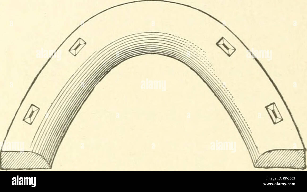 The art of horse-shoeing : a manual for farriers. Horseshoeing. 106 THE ART  OP HORSE-SHOEING. caused by a direct blow, but from before backwards; in. other  words, by a dragging action