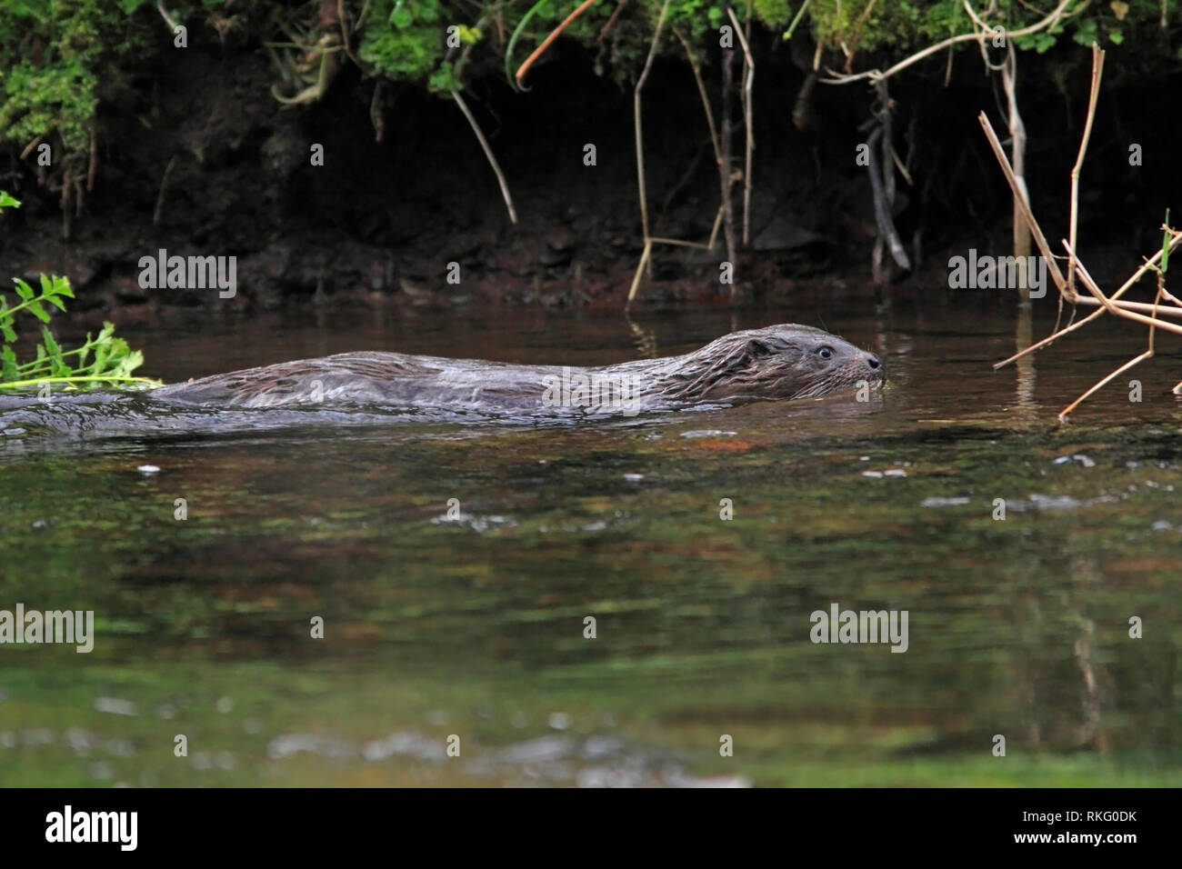 OTTER (Lutra lutra)  in a river, Scotland, UK. Stock Photo