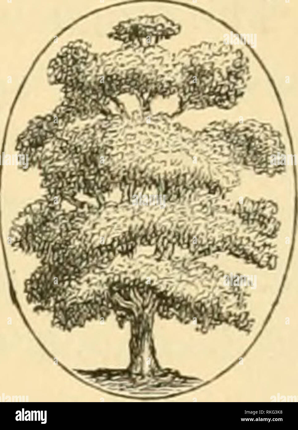 . The art of beautifying suburban home grounds of small extent ...