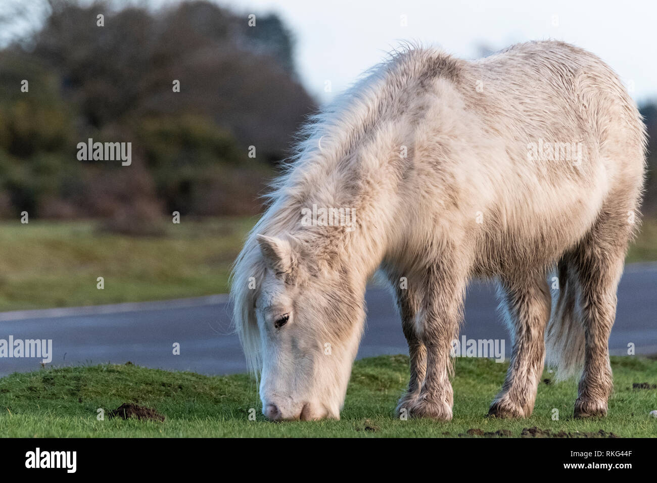The New Forest pony is a recognised mountain and moorland , native pony breeds of the British Isles. Height varies from around 12 to 14.2 hands; ponie Stock Photo