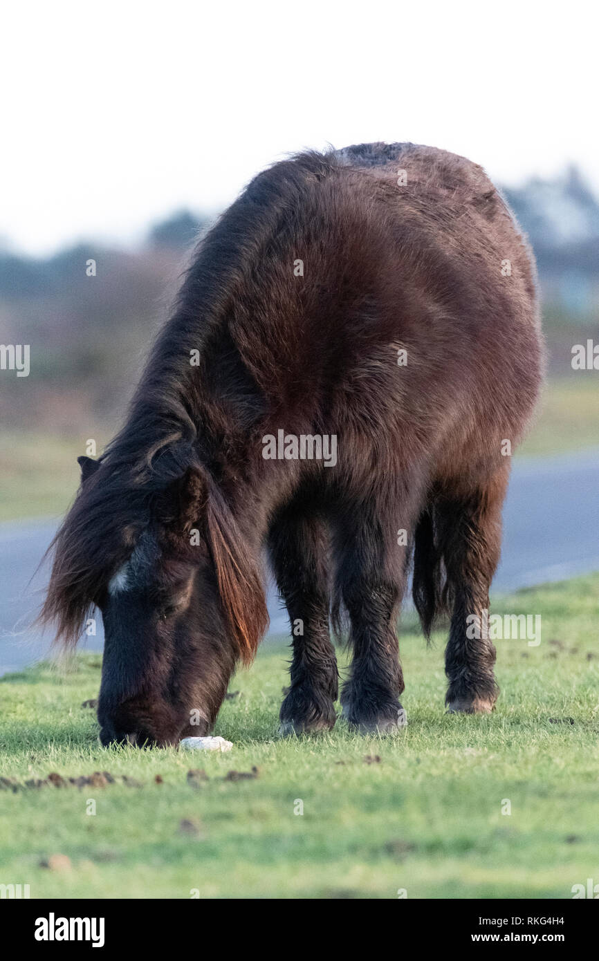 The New Forest pony is a recognised mountain and moorland , native pony