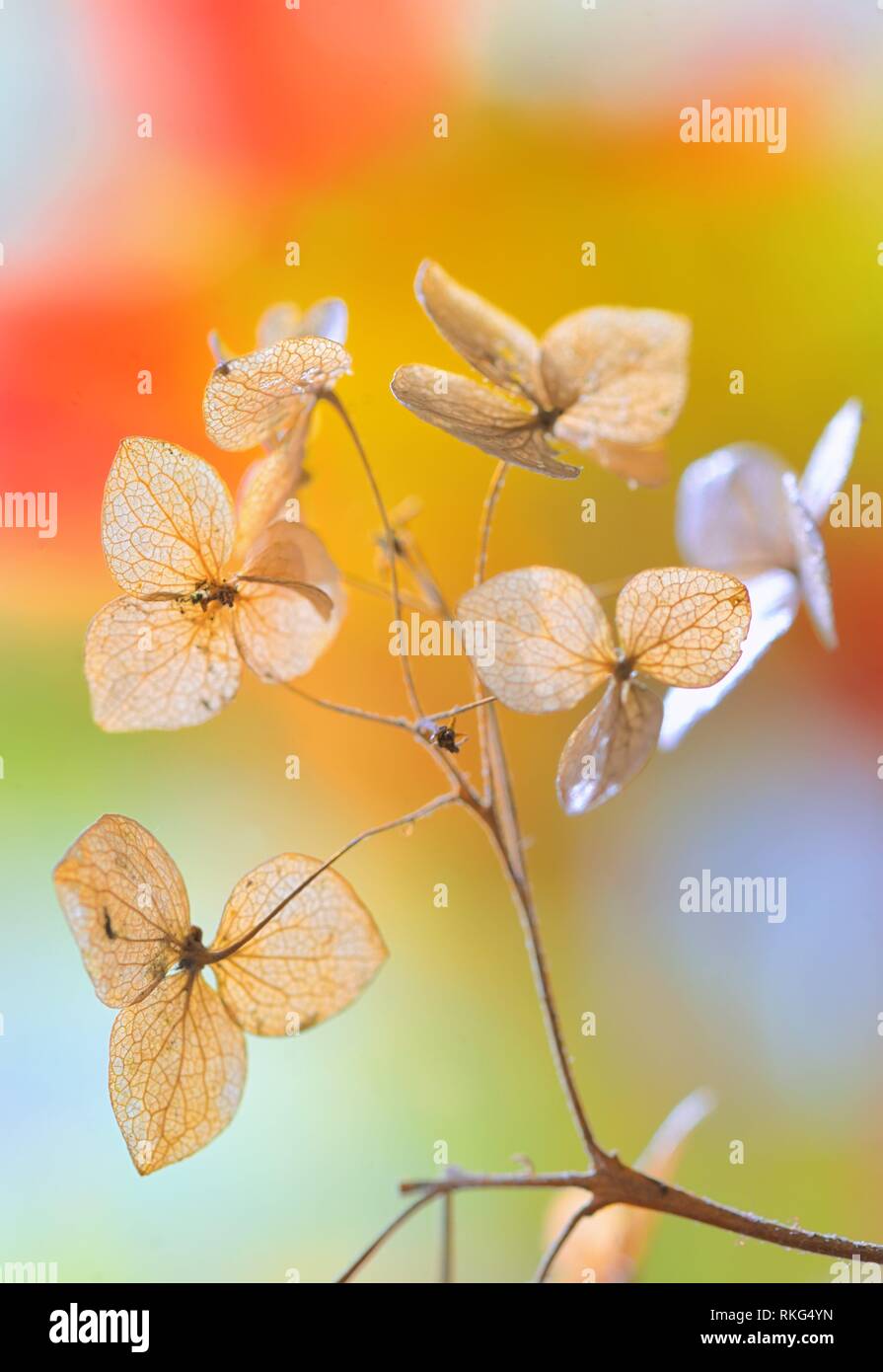 Autumn dried Hydrangea flowers hortensie Stock Photo Alamy