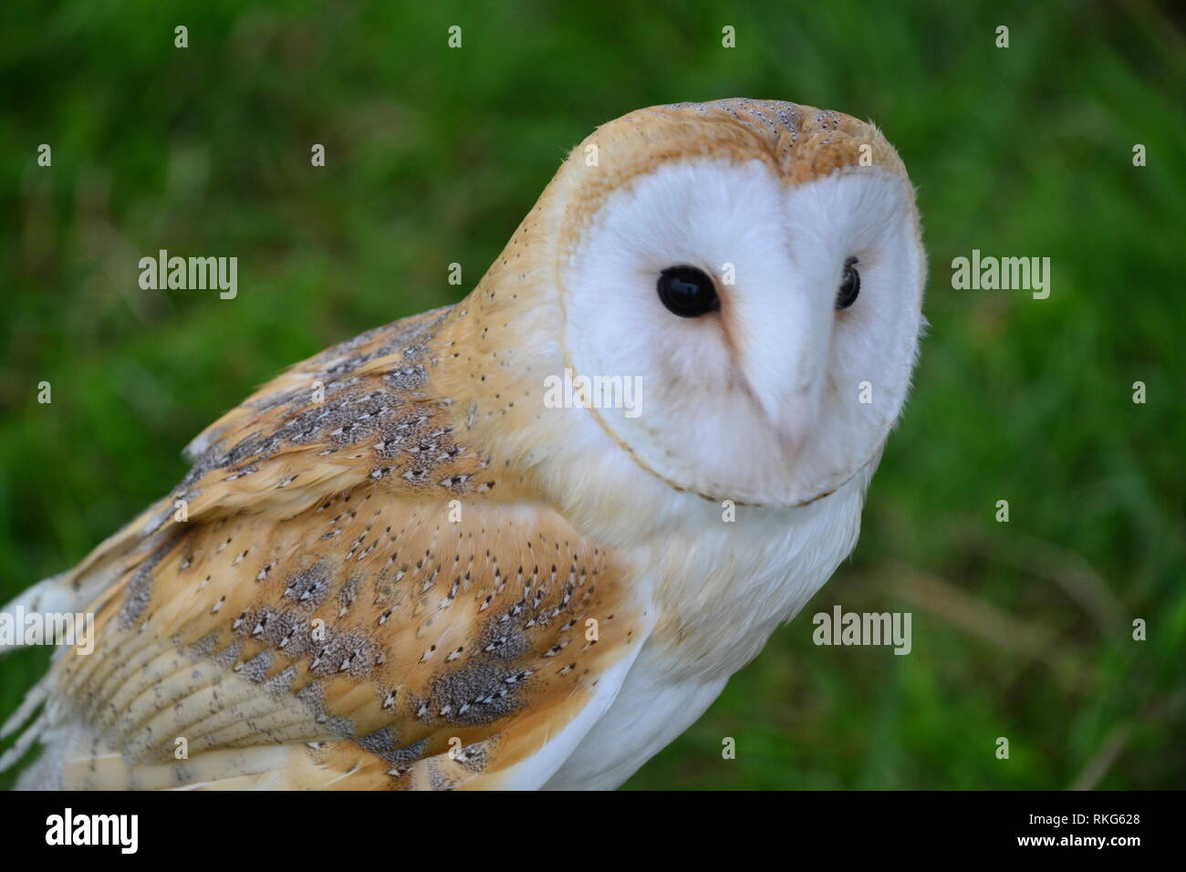 Barn Owl (Tyto Alba) Tytonidae Family - Yorkshire UK Stock Photo