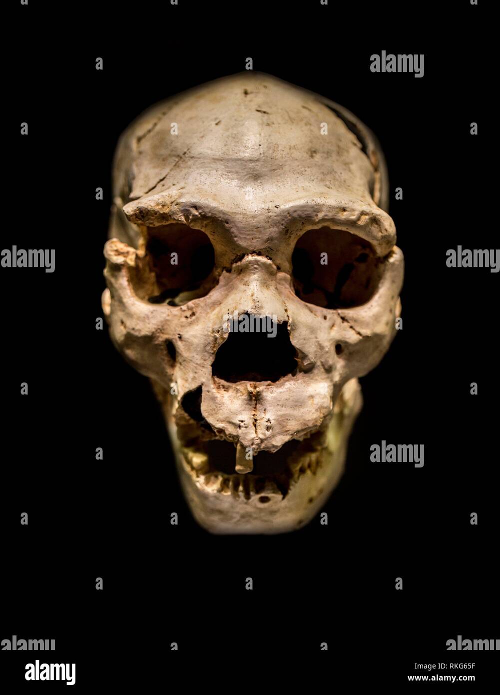 Miguelon, nickname for the most complete skull of an Homo heidelbergensis ever found. Found at Atapuerta Sima de los Huesos, Burgos, Spain. Stock Photo