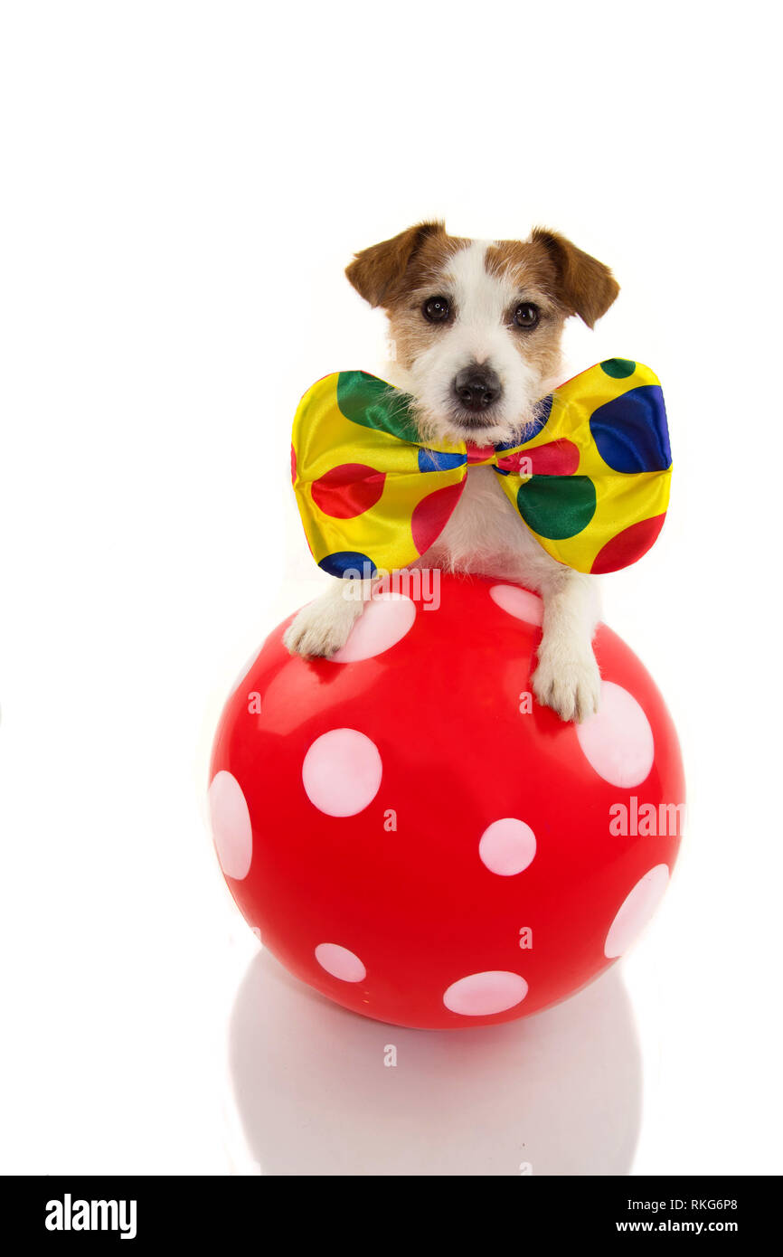 Download Dog Dressed As Clown High Resolution Stock Photography And Images Alamy