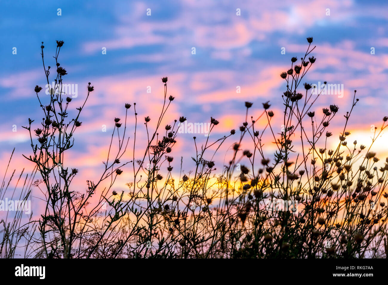 Silhouette of meadow flowers at sunset with dramatic clouds in the background Stock Photo