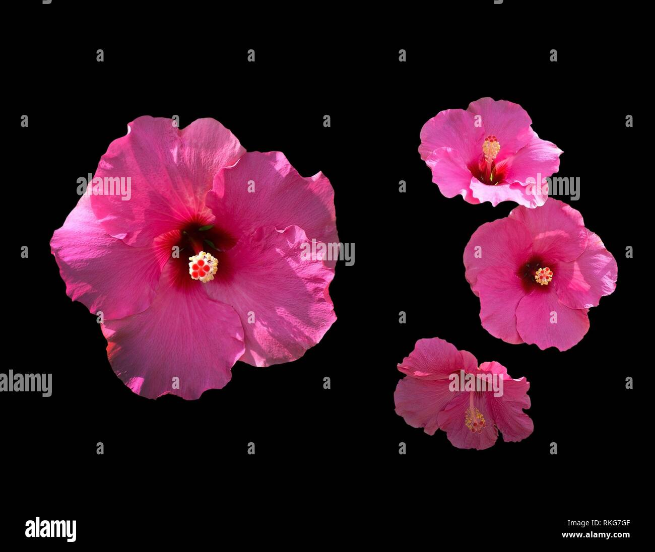 Pink hibiscus flower closeup in shade and sunlight Stock Photo Alamy