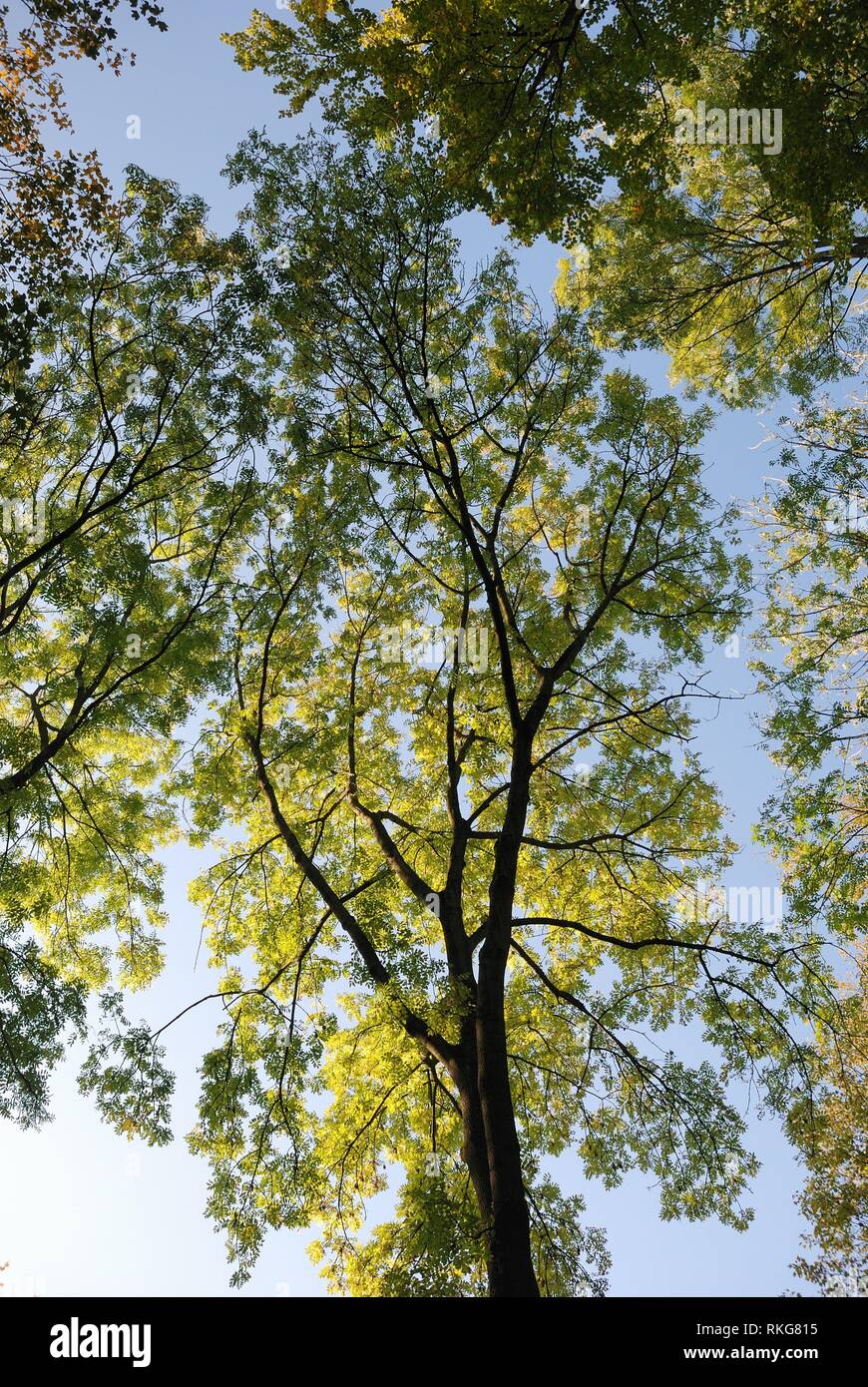 Tree in autumn colors in France Stock Photo Alamy