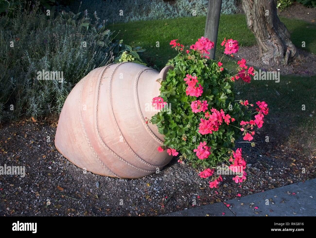 Pink geranium flowers in terracotta vase outdoors. Stock Photo