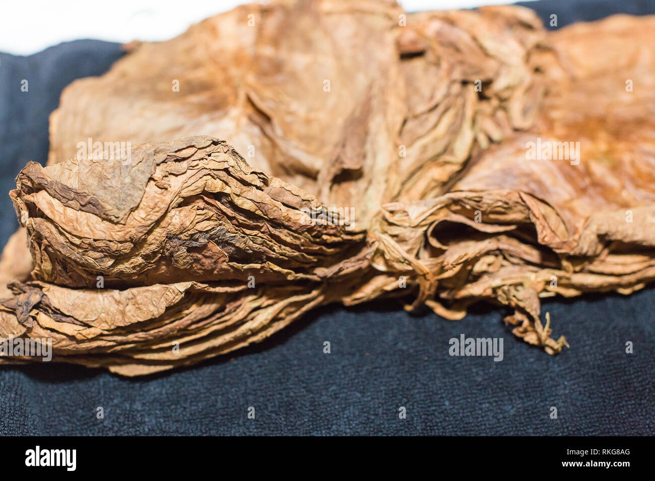 Dry leaves of tobacco for making cigars. Stock Photo