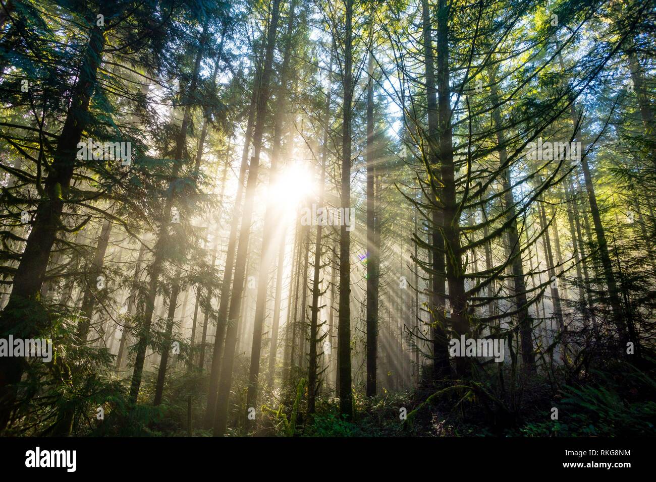 Tall Trees Sunburst High Resolution Stock Photography and Images - Alamy