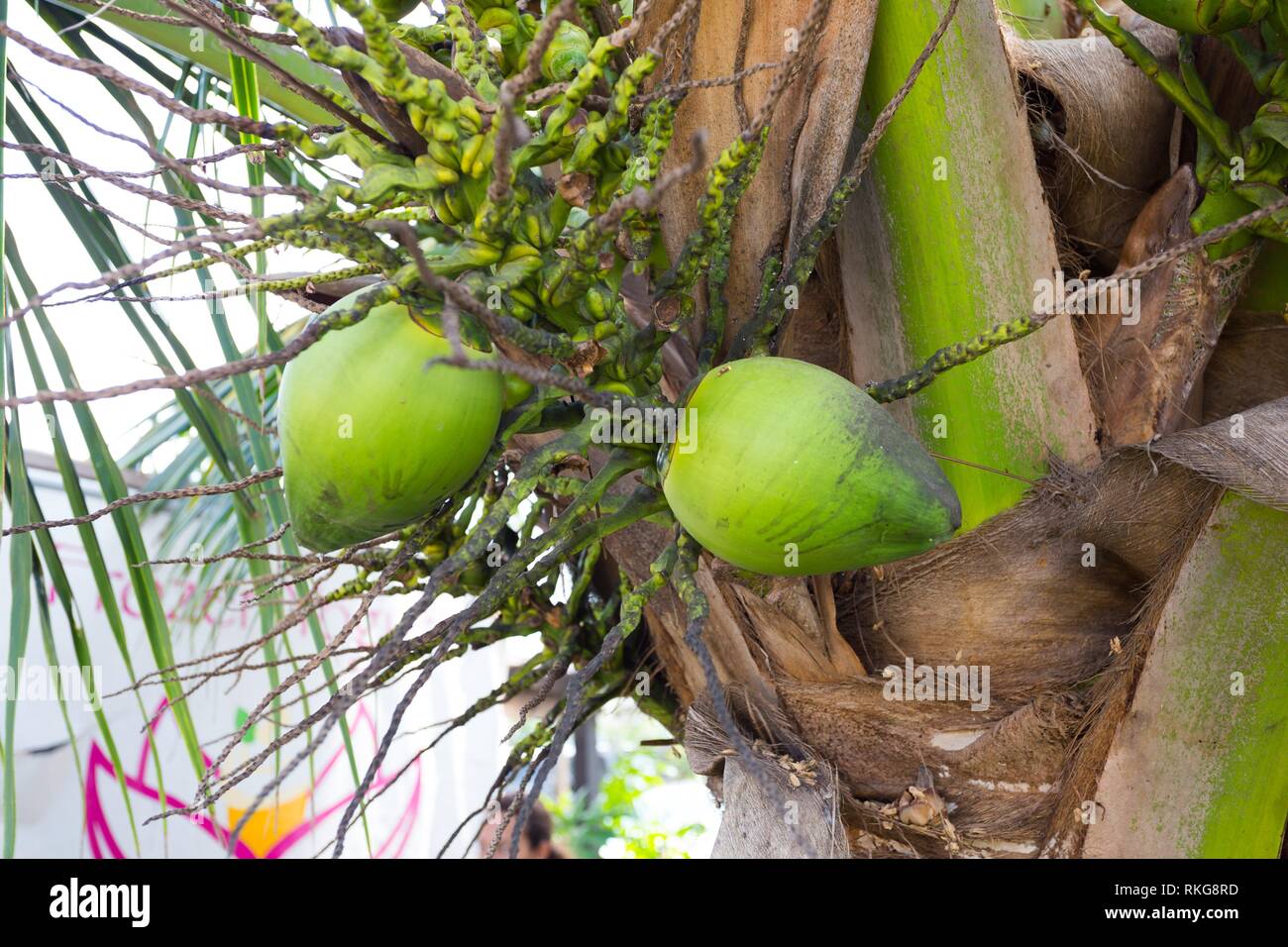 Hawaii palm tree coconuts hires stock photography and images Alamy
