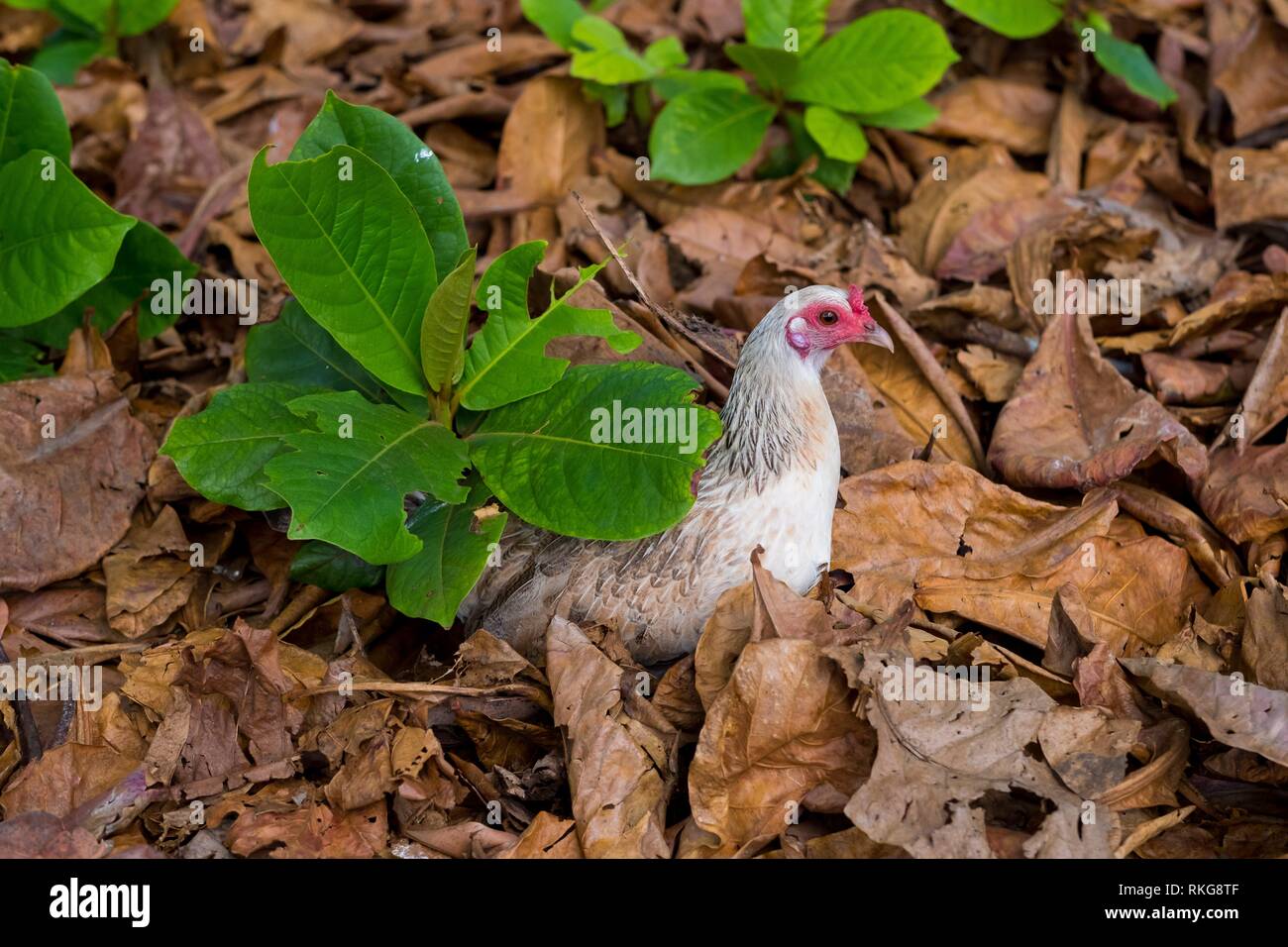 Hawaii is home to many wild chickens including this hen guarding her