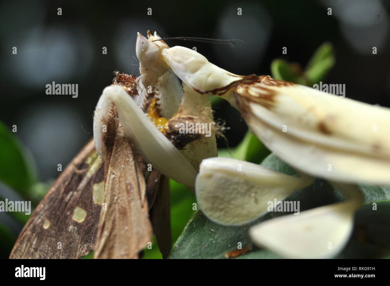 Male Orchid Mantis Eating Butterfly Stock Photo Alamy