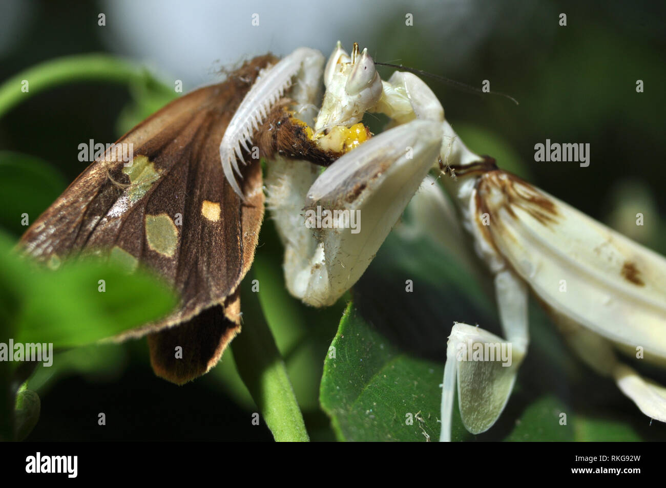 Male Orchid Mantis Eating Butterfly Stock Photo Alamy