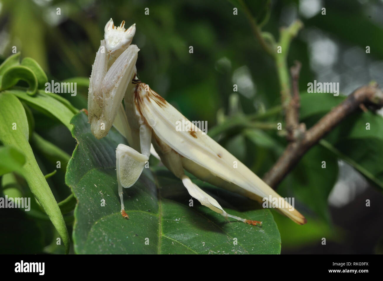 Male Orchid Mantis Stock Photo - Alamy