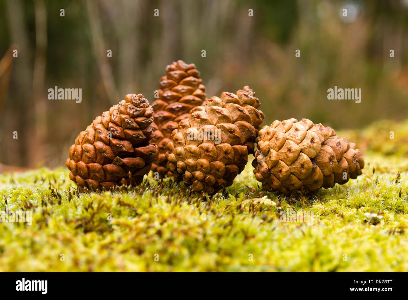 Small pines over moss I Stock Photo - Alamy