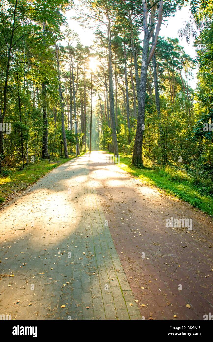 Forest way in sunny light in Poland Stock Photo
