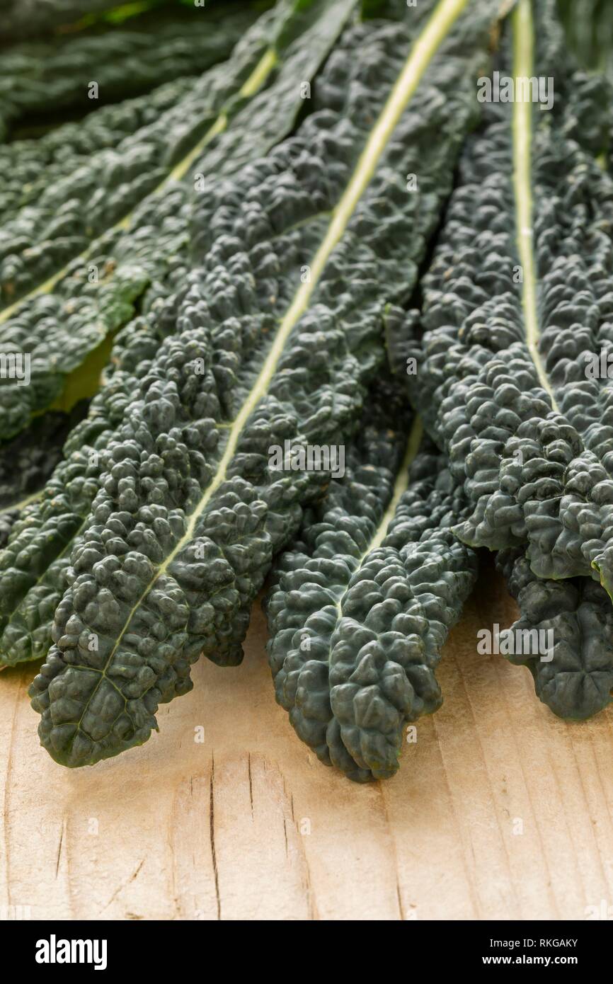 Heap of fresh raw cavolo nero leaves. Stock Photo