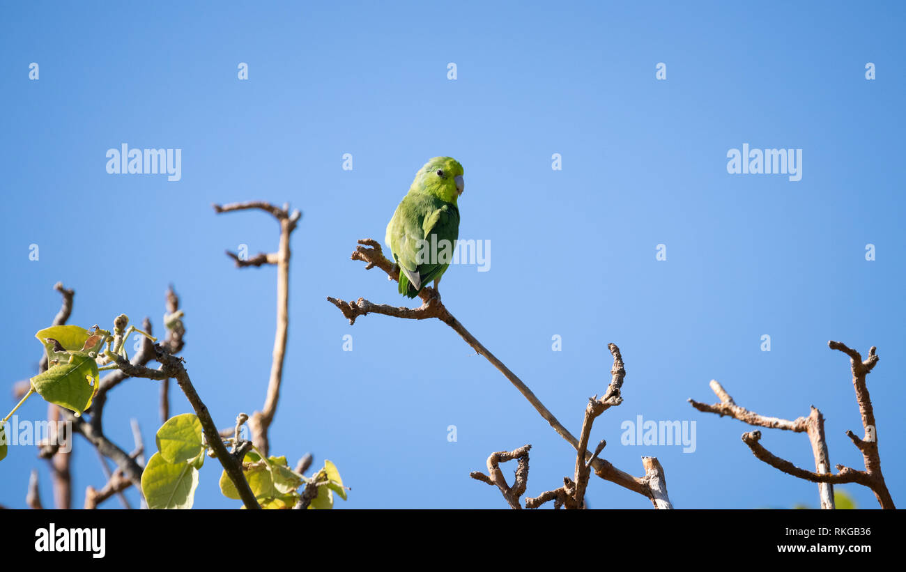 Blue-winged Parrotlet Stock Photo