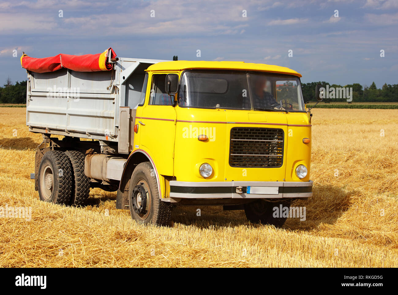 Car Truck on wheat field, harvesting Stock Photo
