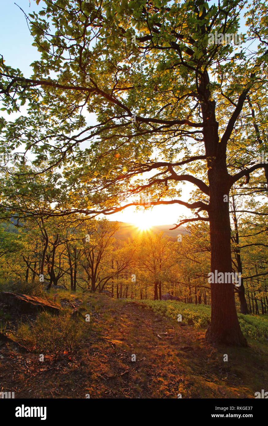 Tree in Summer forest. Stock Photo