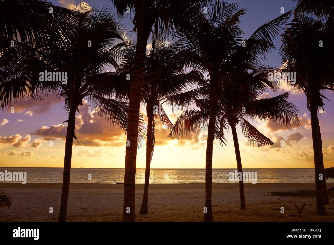 Riviera Maya sunrise beach palm trees at Mayan Mexico Stock Photo - Alamy