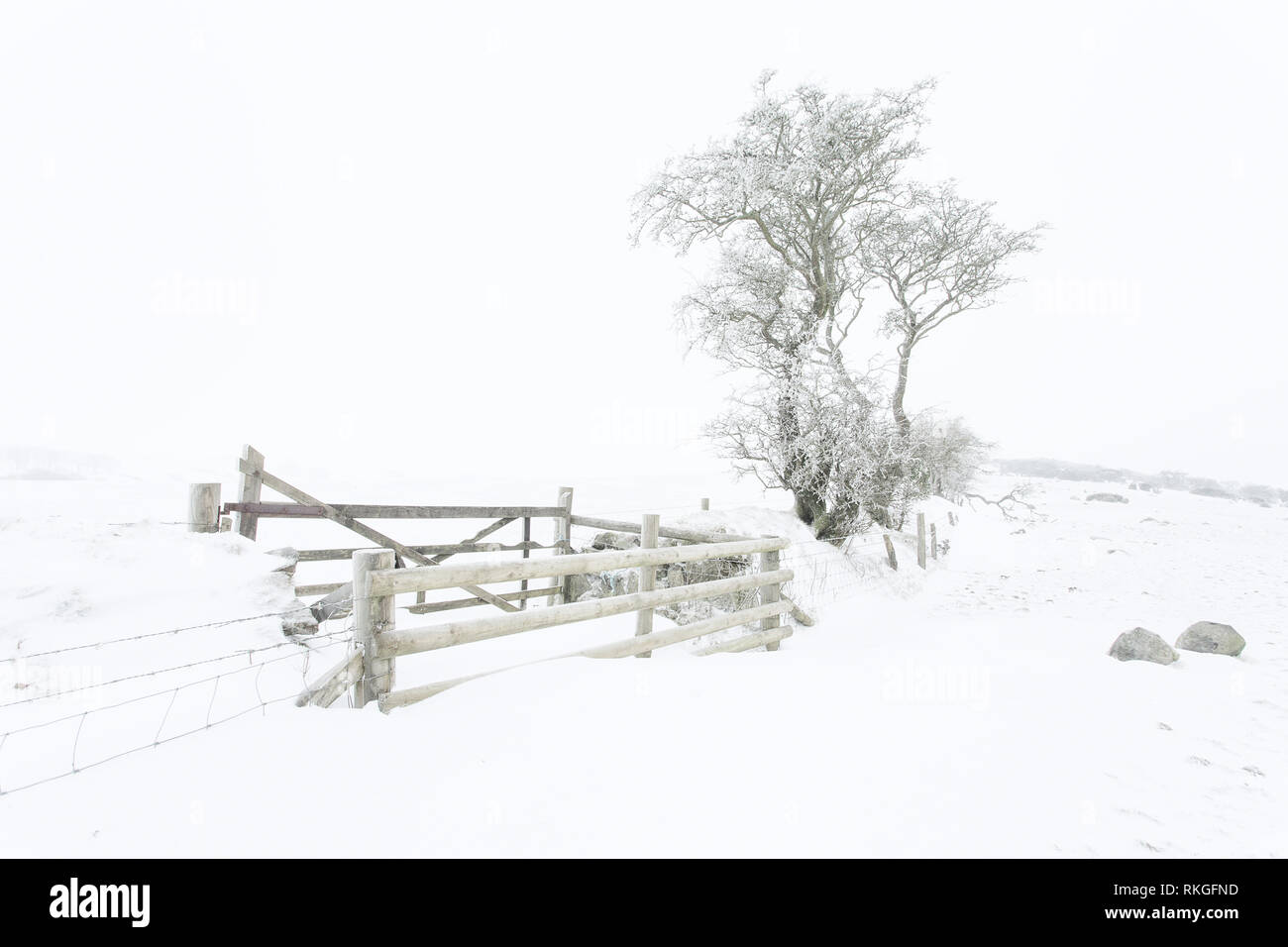 Ice clad tree's in a snow landscape. Stock Photo