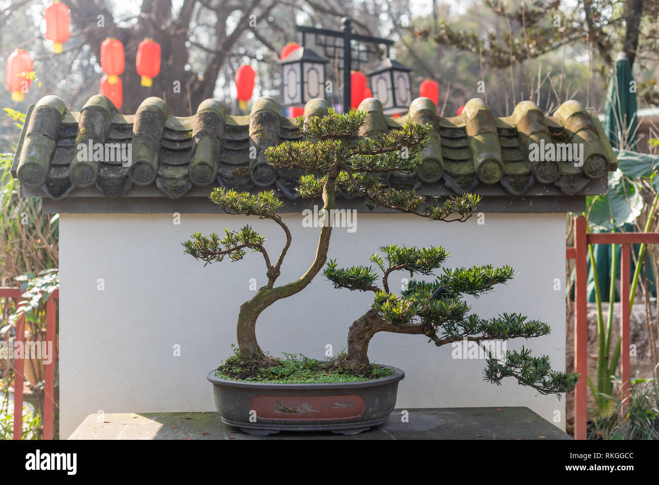 Twisted pine bonsai tree on a stone table against white wall and chinese lanterns in Baihuatan public park, Chengdu, Sichuan province, China Stock Photo