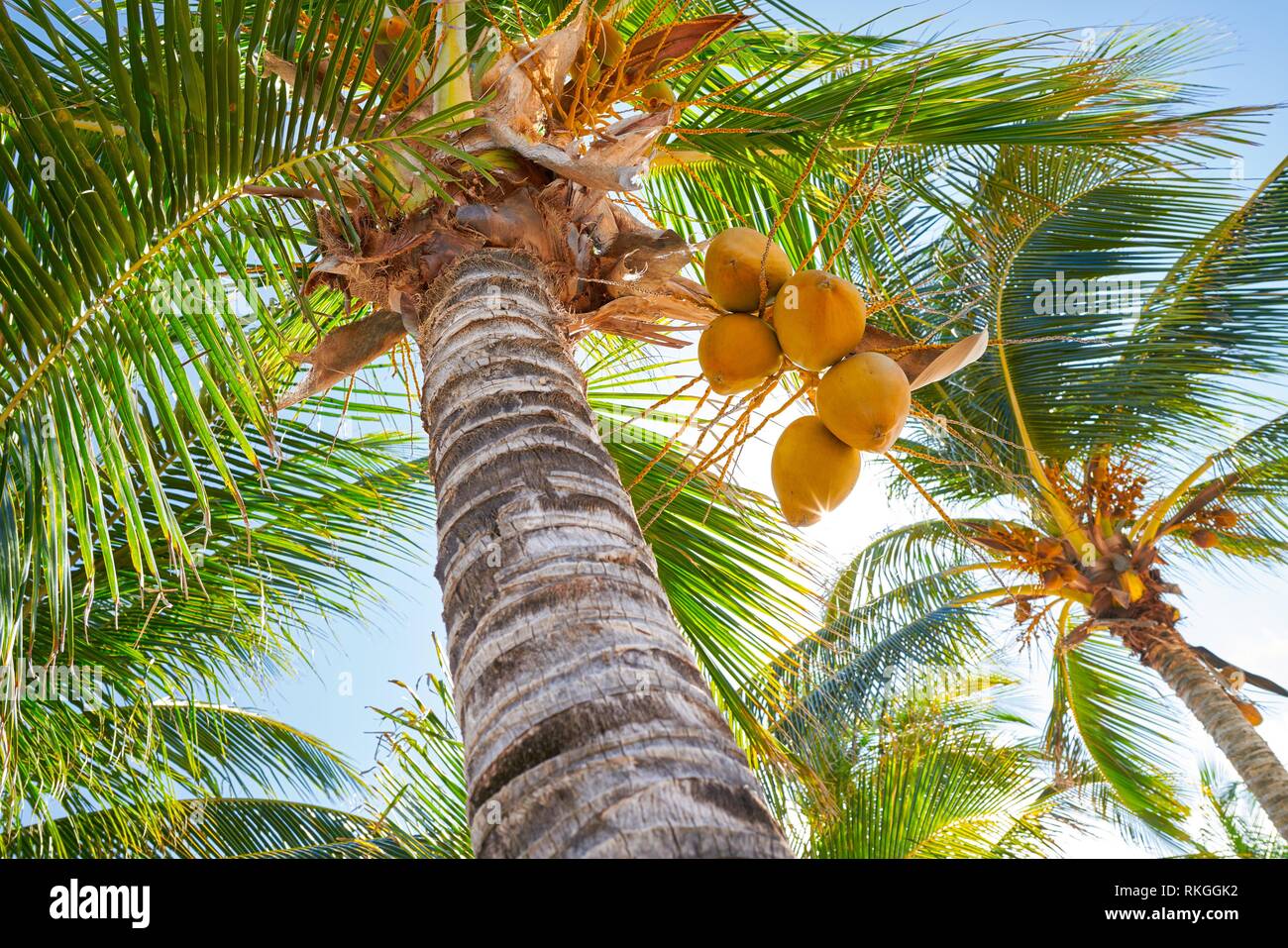 Tropical coconut palm trees in Caribbean Mexico Stock Photo Alamy