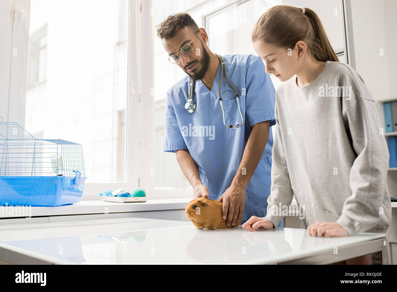 Picture of Taking care of guinea pig Stock Photo - Alamy