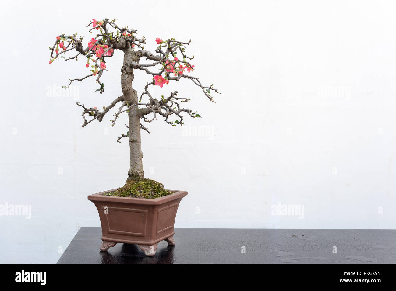 Chaenomeles bonsai tree on a wooden table againt white wall in Baihuatan public park, Chengdu, Sichuan province, China Stock Photo