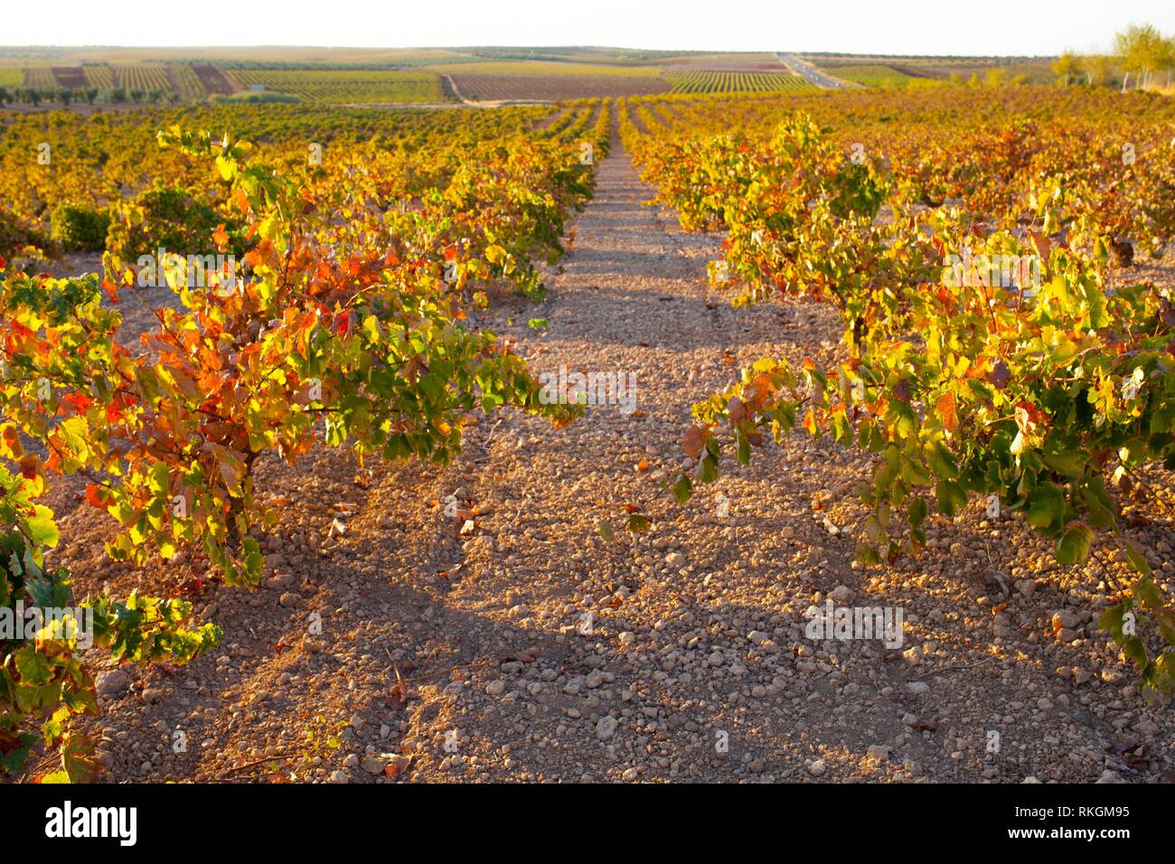 Vines plantation rows under october sunset light at Tierra de Barros, Extremadura, Spain. Stock Photo