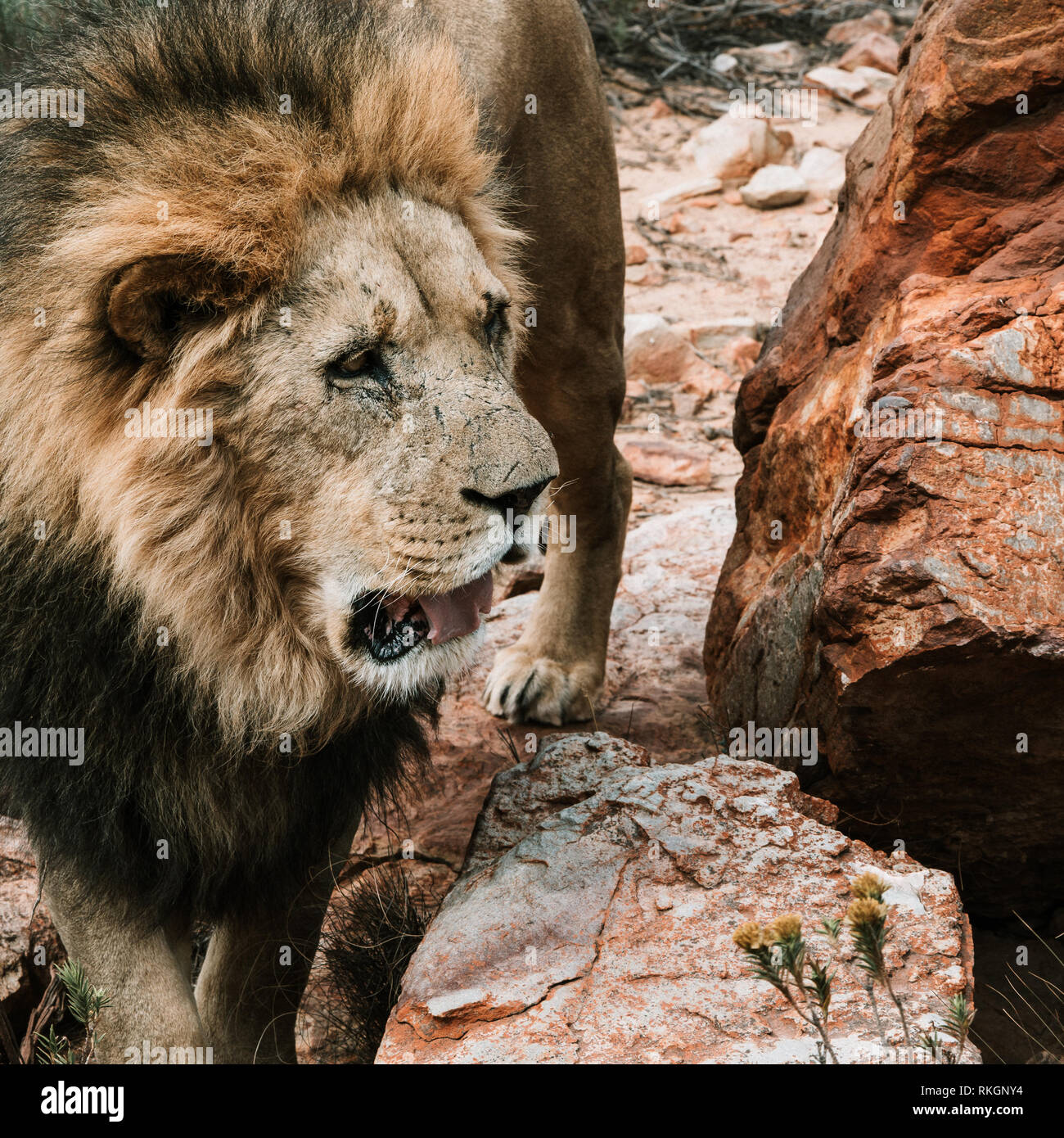 A Lion standing next to a rock to get an overview while strawling through the savannah Stock Photo