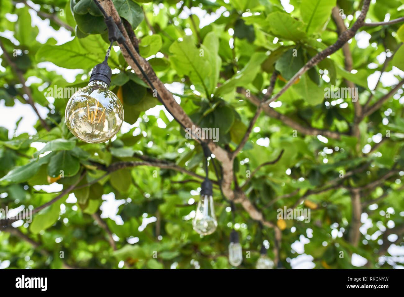 Few filament bulbs are hanging on the black cables on the tropical green tree on the blurred background outdoors. They are of different forms. Closeup Stock Photo
