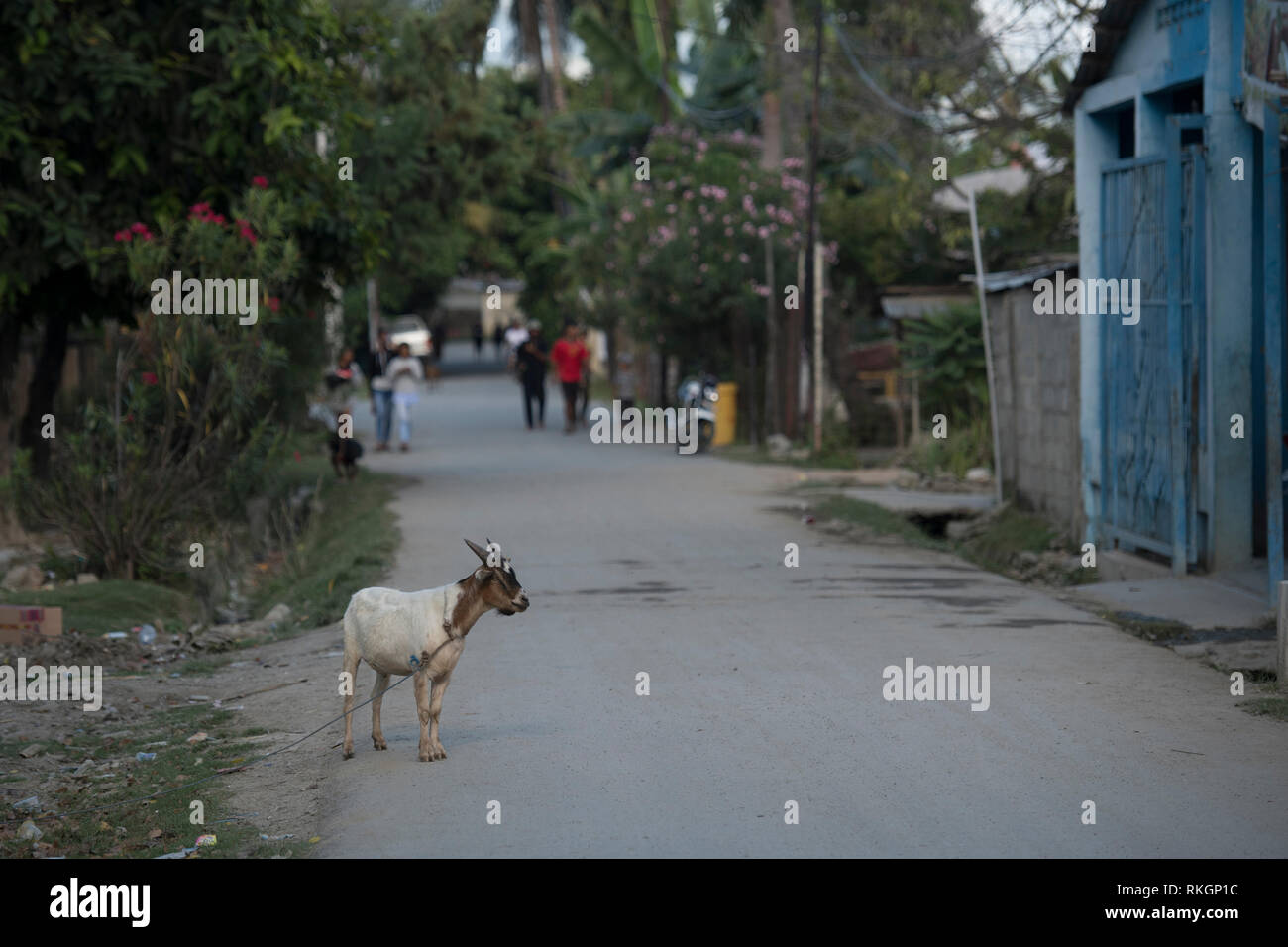 Tied Up Goat High Resolution Stock Photography and Images Alamy