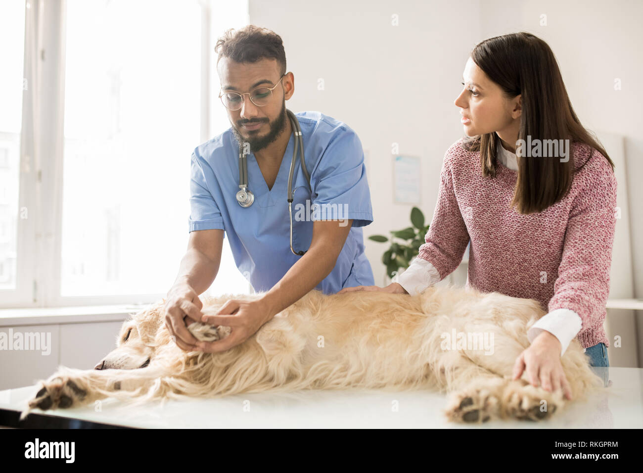 Checking the breed hi-res stock photography and images - Alamy