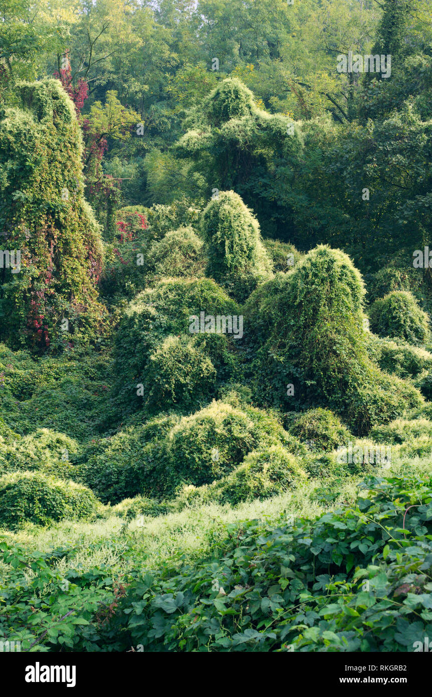 dense vegetation with climbing plants, Lombardy, Italy Stock Photo