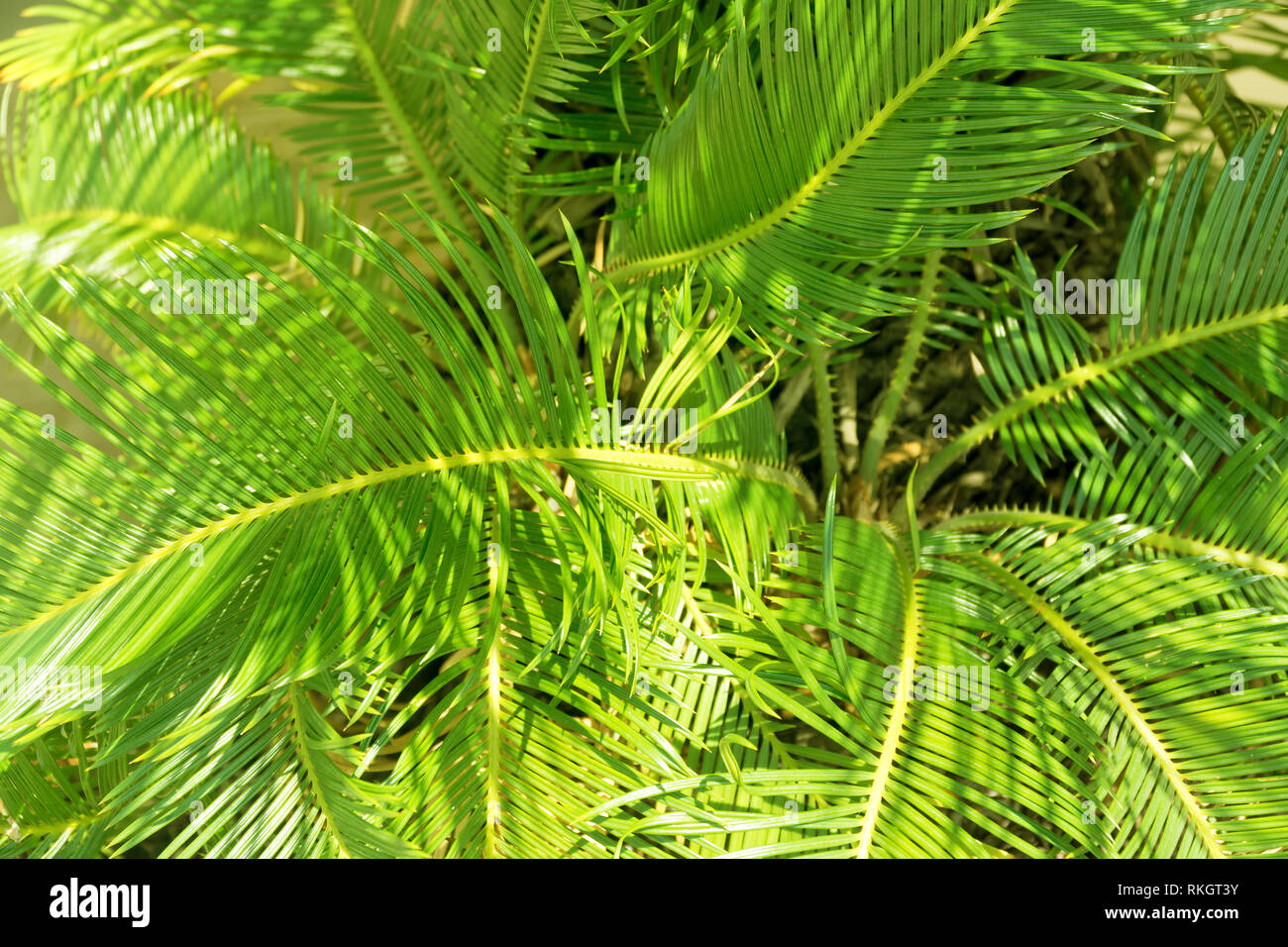 Green leaves of palm in sunlight as background Stock Photo