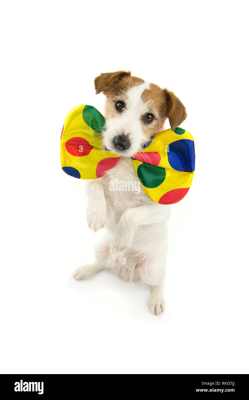 Download Dog Dressed As Clown High Resolution Stock Photography And Images Alamy