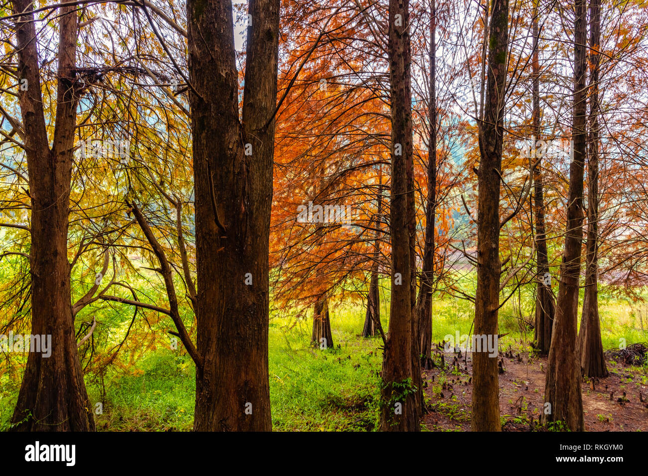Deciduous Cypress at winter Stock Photo