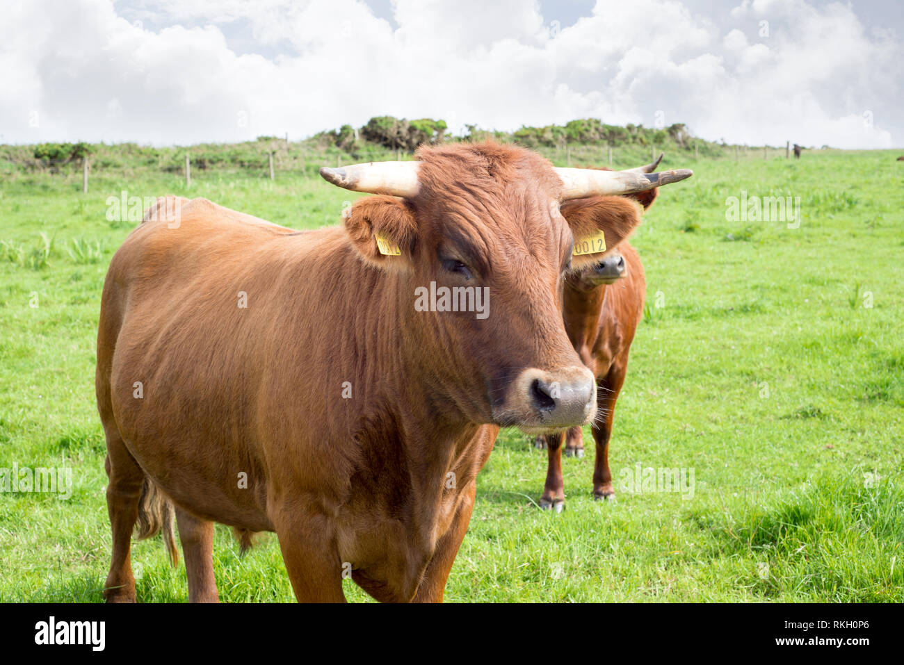 jersey cattle on green pasture in dingle county kerry ireland Stock