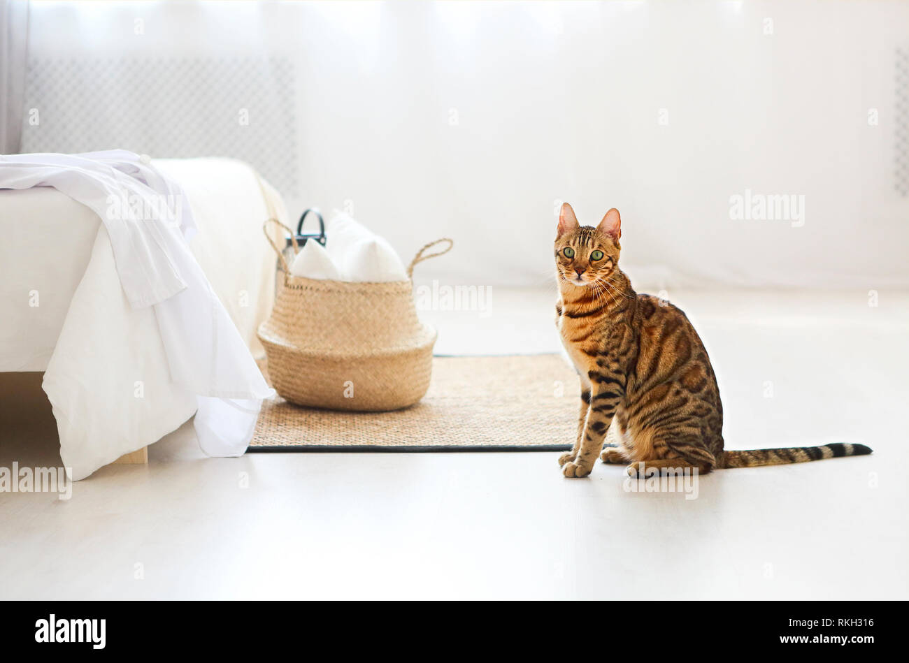 Bengal cat with green eyes in the bedroom in light tones Stock Photo