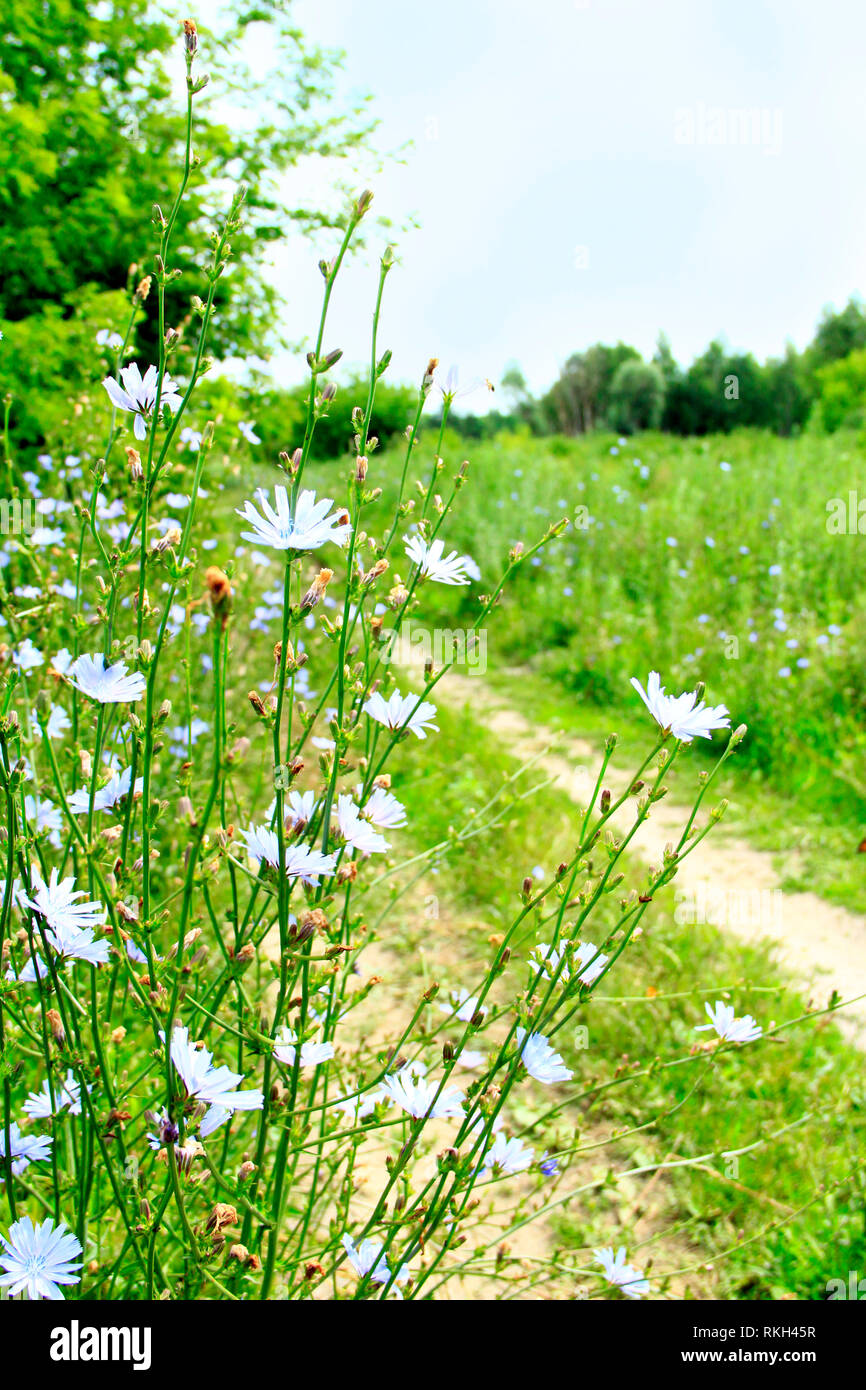 Beautiful blue flowers of Cichorium blooming at rural path. Medicinal flowers grow near road in field. Medicinal plant Stock Photo