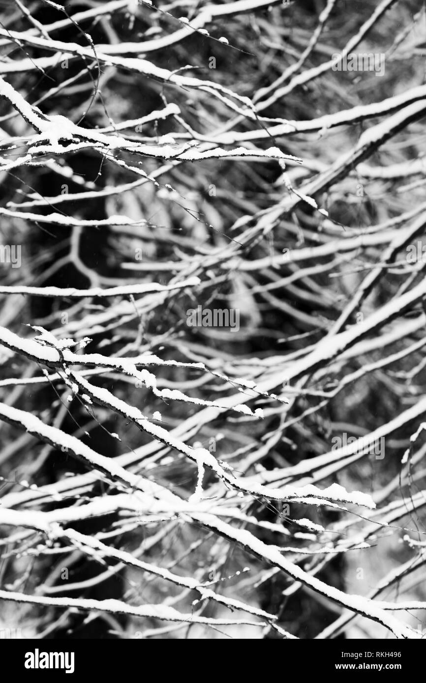 White snowy tree branches in a forest in winter Stock Photo - Alamy