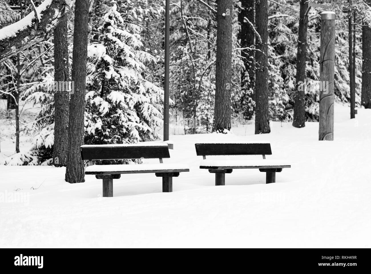 Snowy bench in a forest at winter Stock Photo