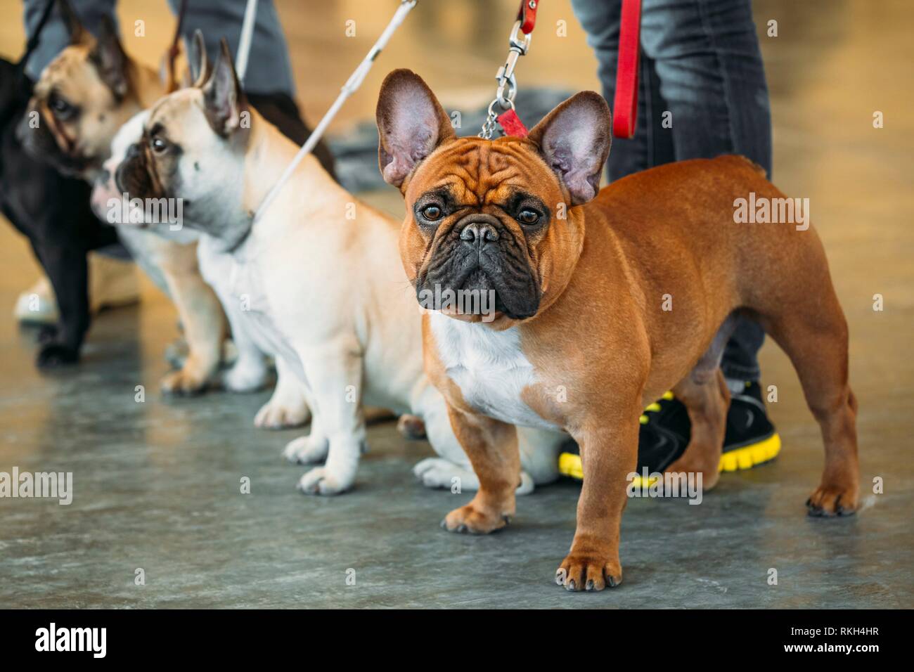 The French Bulldogs are a different color next to each other Stock